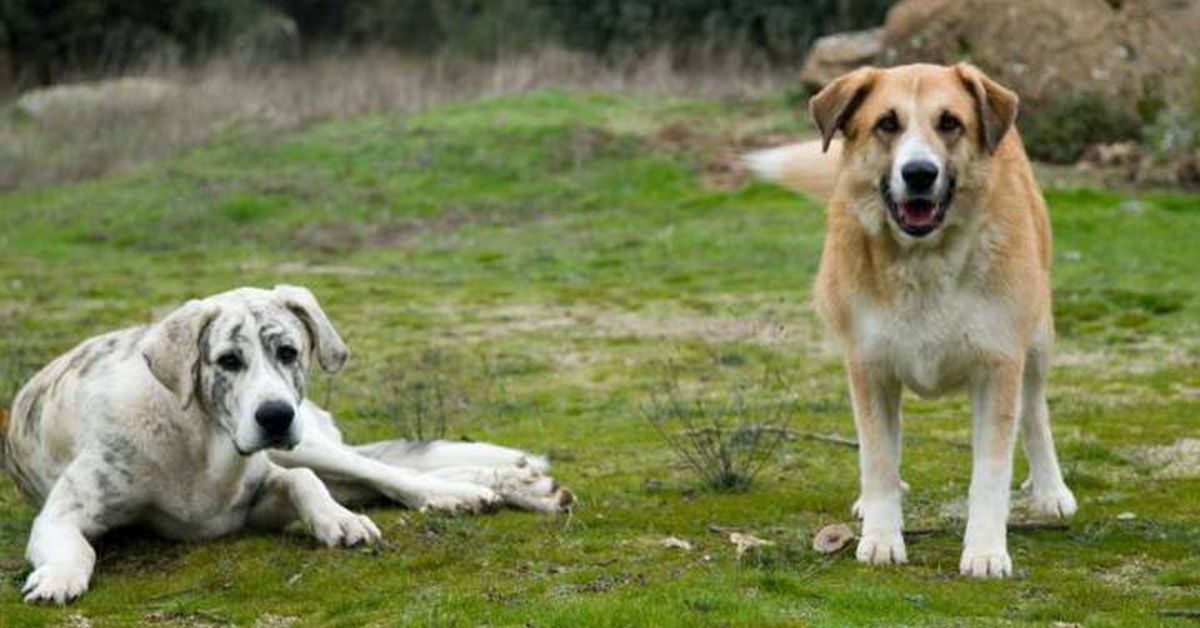 Zamora: Perros pastores: ¿qué responsabilidad tienen sus dueños para evitar ataques? ¿cuáles son sus obligaciones? | Mis Derechos | Economía